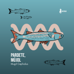 Mugil cephalus