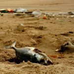 Playa peces muertos vertidos contaminacion cuadrada